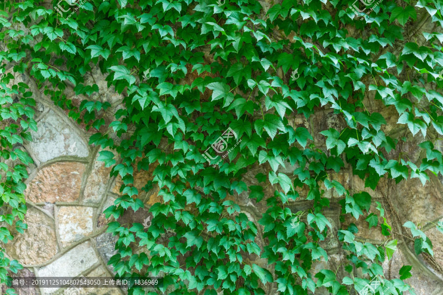绿叶植物墙背景广告海报素材
