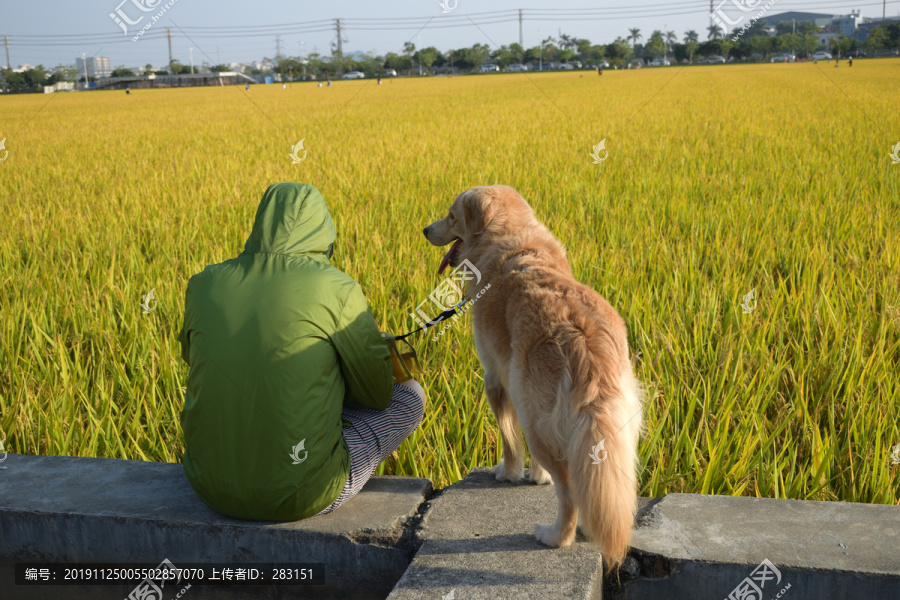 田野