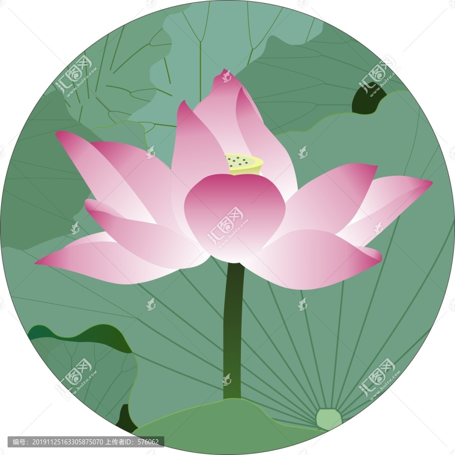 荷花