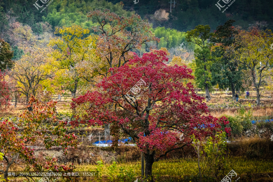 红叶圣人堂