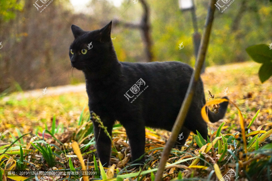 黑猫嬉戏户外