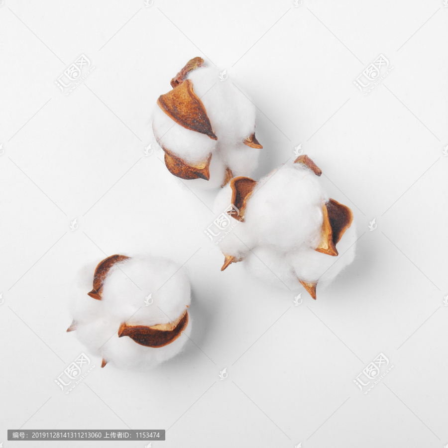 棉花朵白底摄影实拍素材