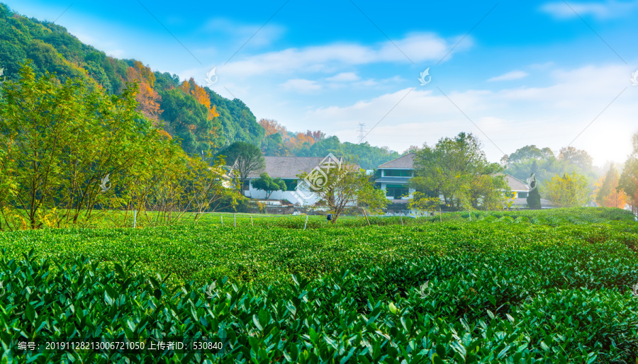 杭州西湖龙井茶园