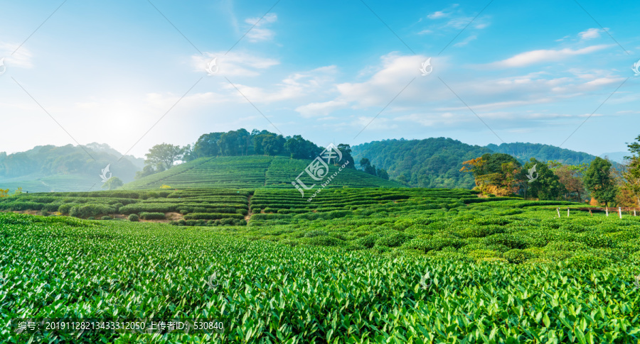 茶山茶园西湖龙井茶场