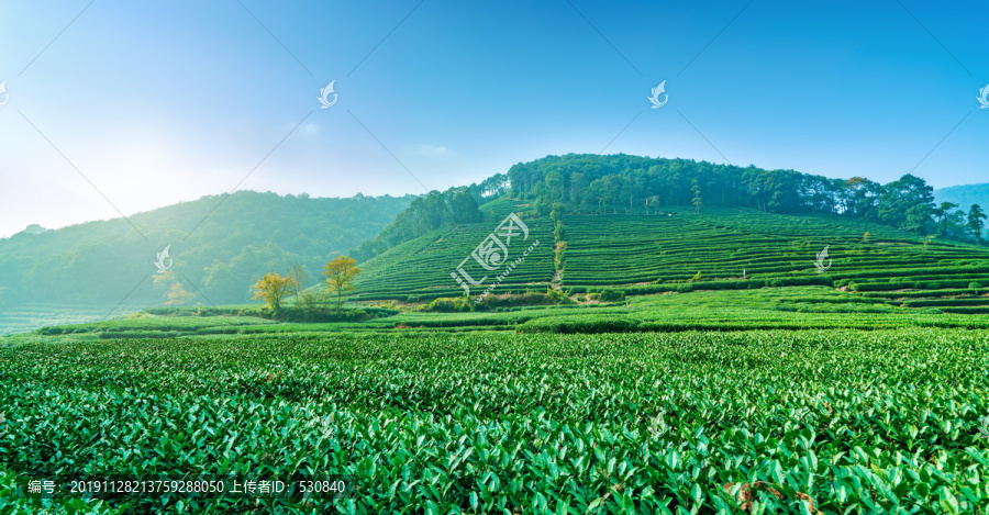 茶山茶园西湖龙井茶场