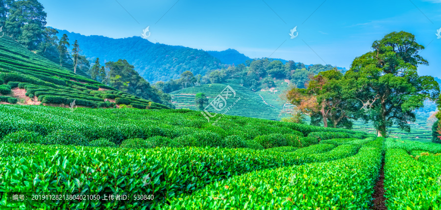 茶山茶园西湖龙井茶场