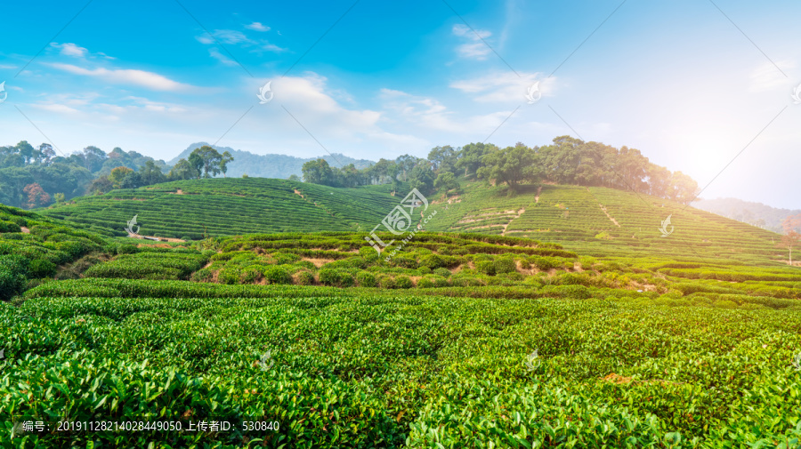 茶山茶园西湖龙井茶场