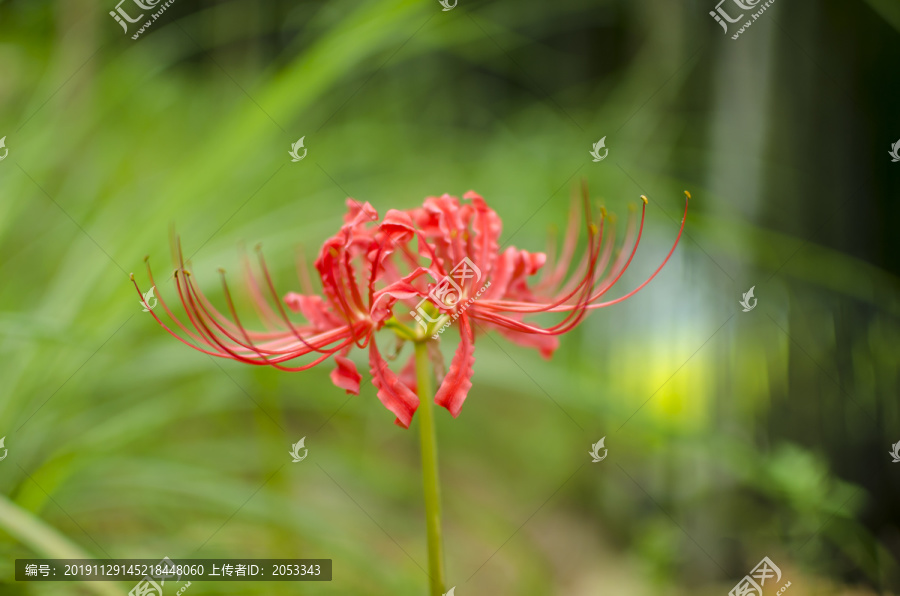 彼岸花石蒜花