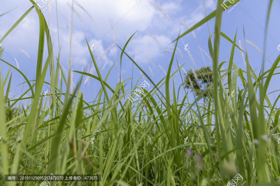 野草