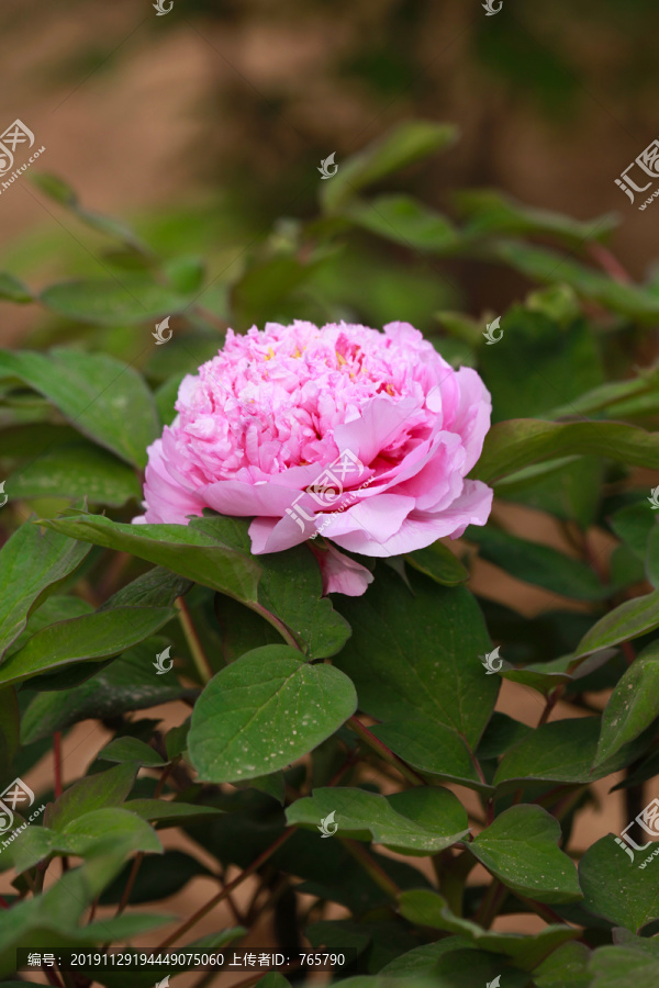 一朵粉色牡丹花