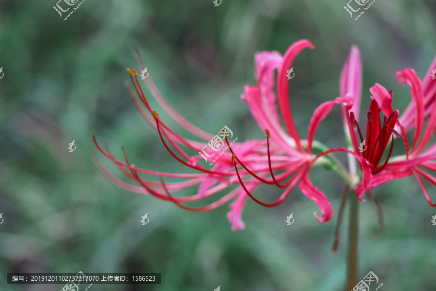 曼珠沙华彼岸花石蒜花