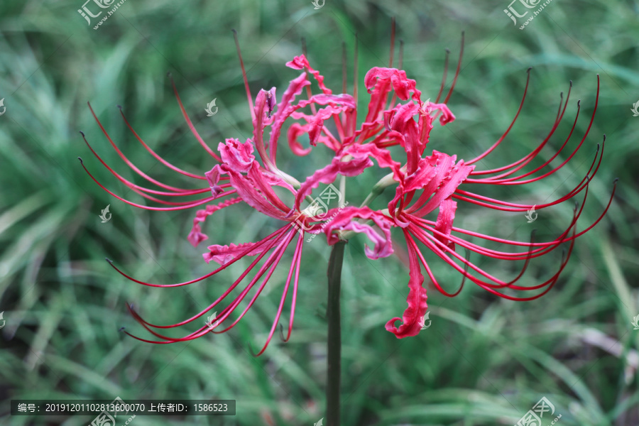 彼岸花曼珠沙华石蒜