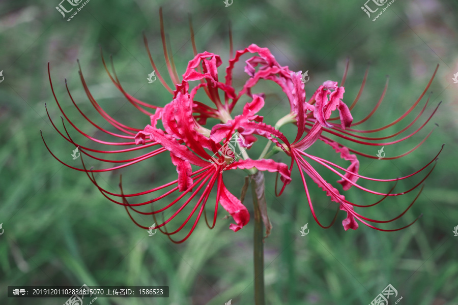 彼岸花曼珠沙华石蒜