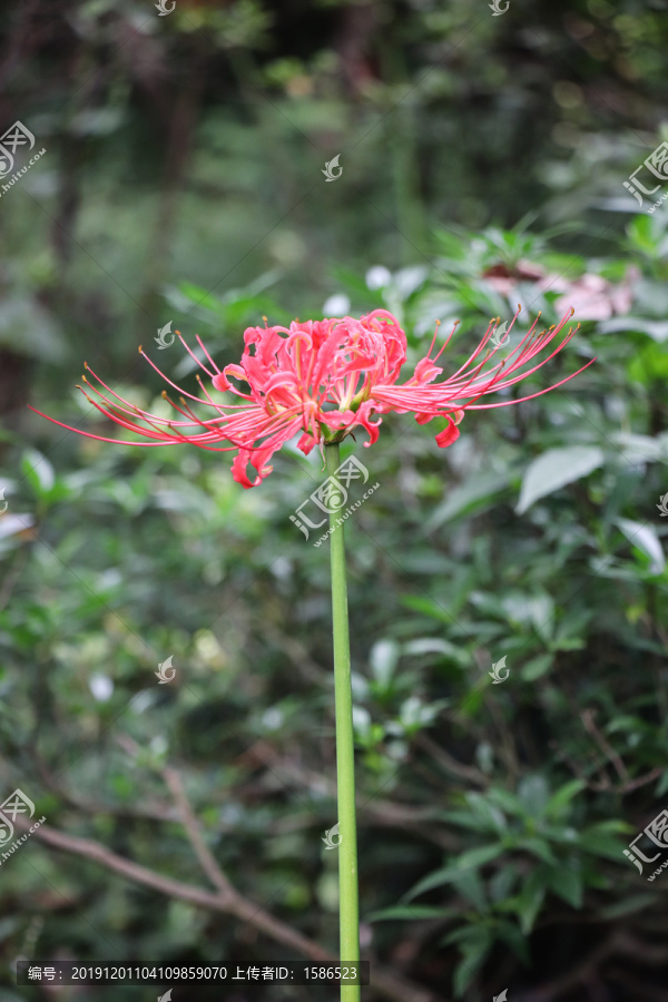 彼岸花石蒜花曼珠沙