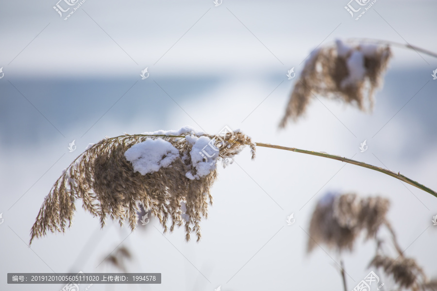 芦苇花