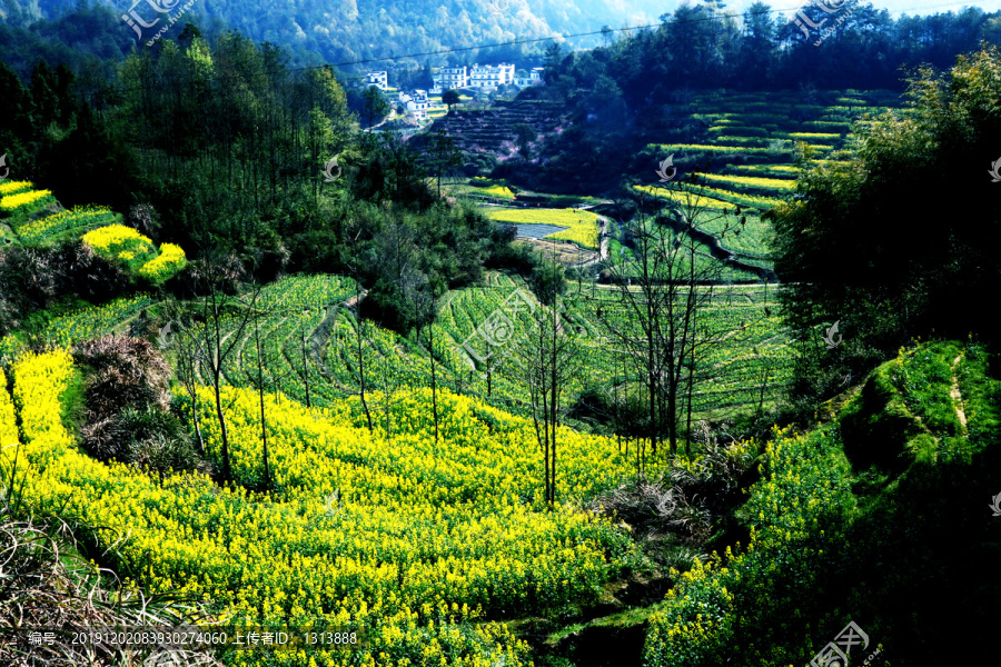 油菜花