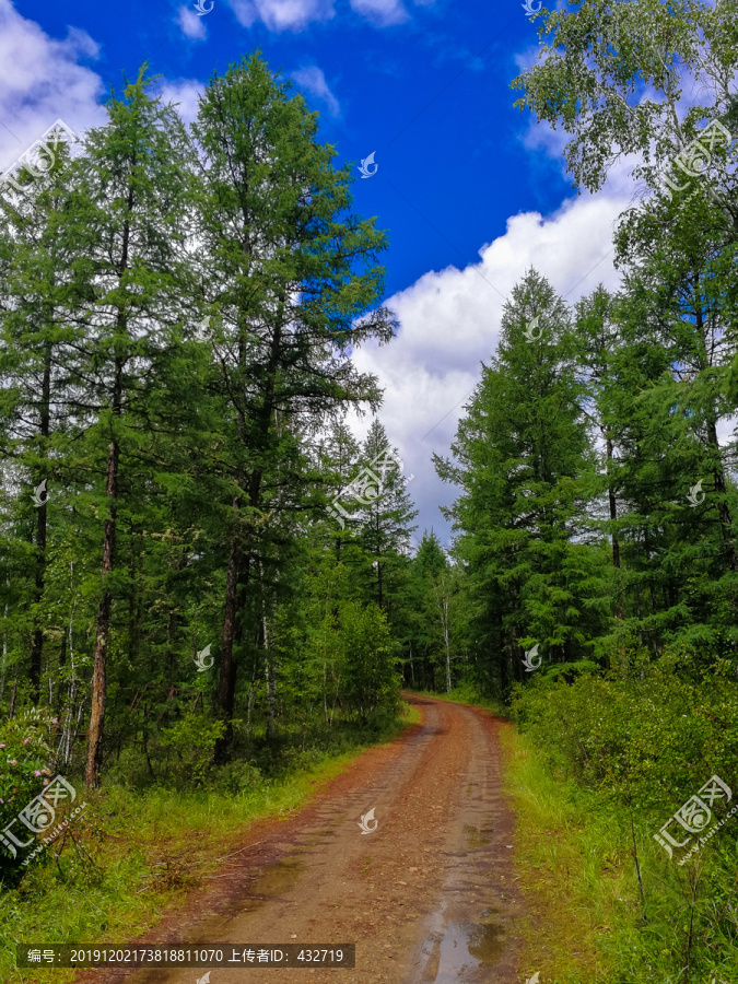 森林小路