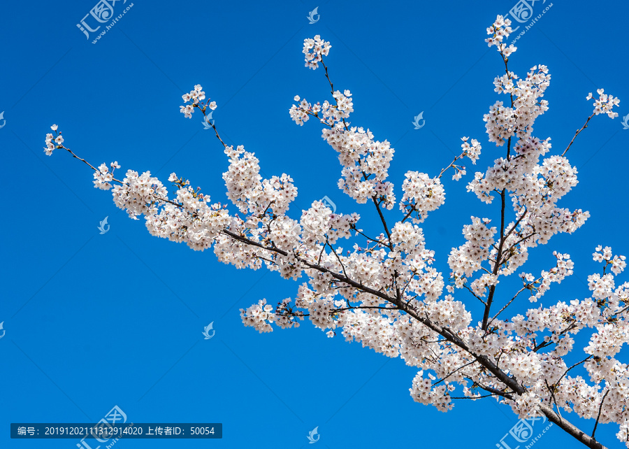 蓝天下盛开的樱花