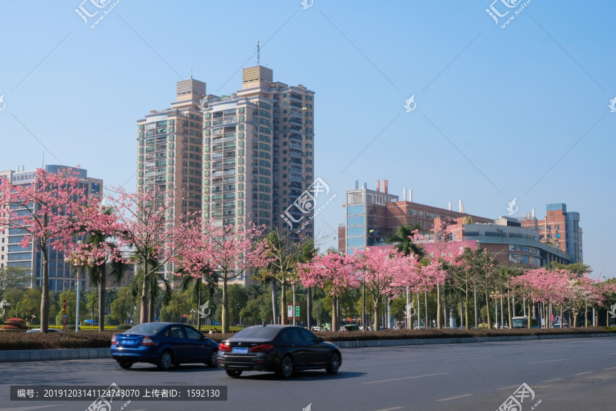 花都广场路边植物广州公路绿化