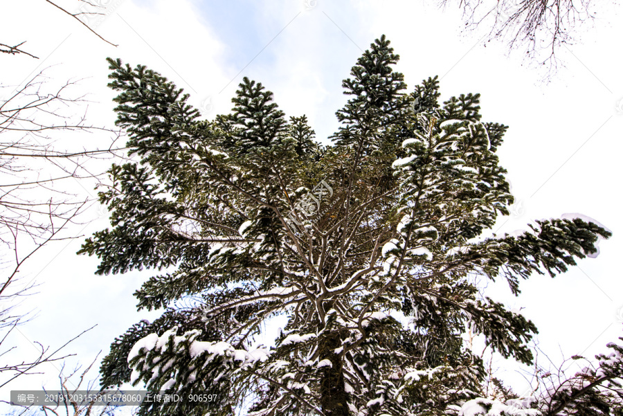 冬雪树枝