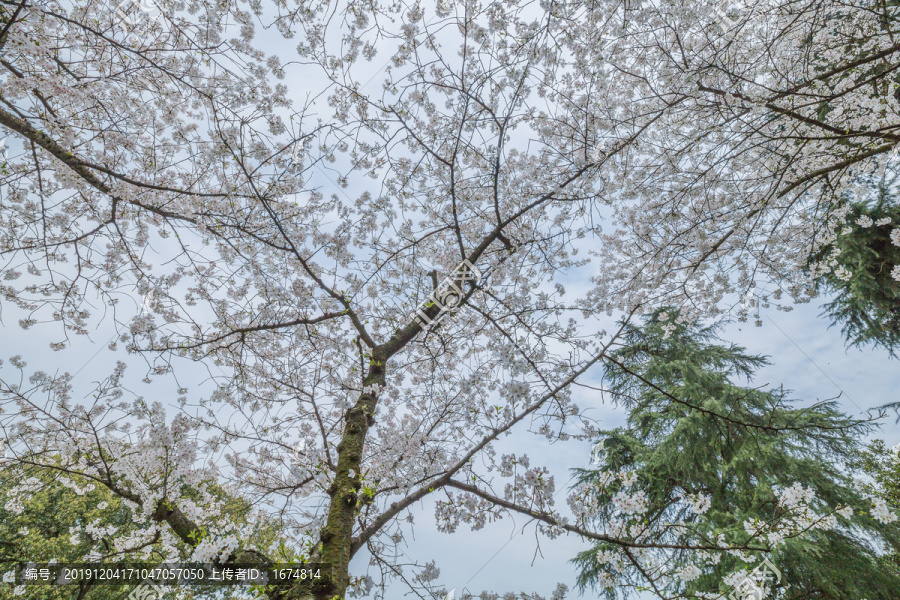 樱花树