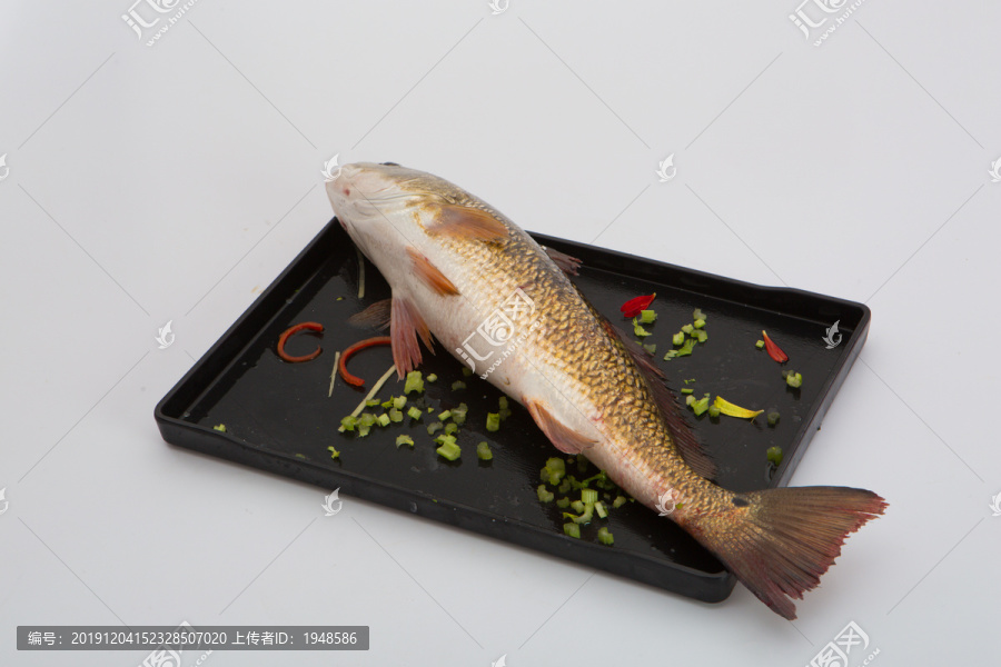 红鼓鱼