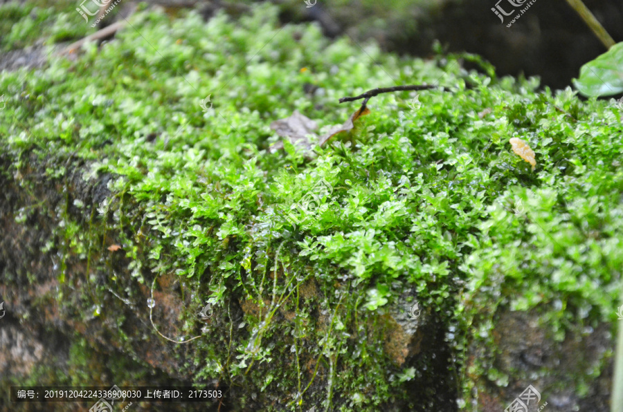 苔藓