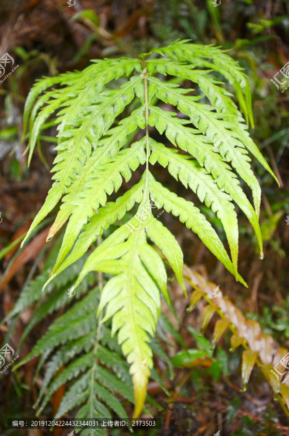 蕨类植物