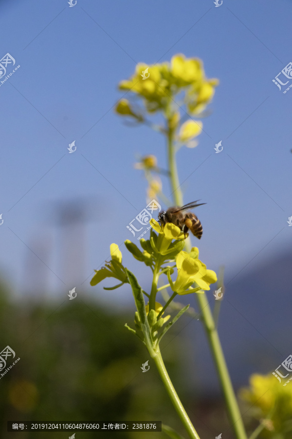 小黄花