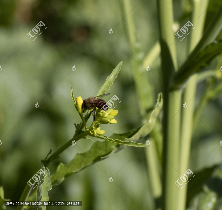 蜜蜂