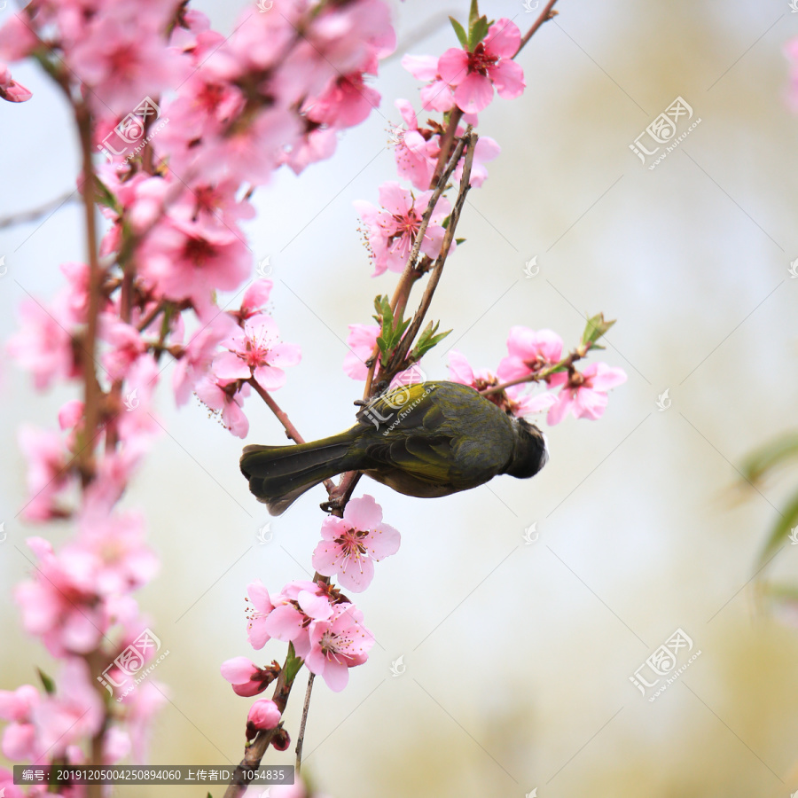 春天桃花小鸟