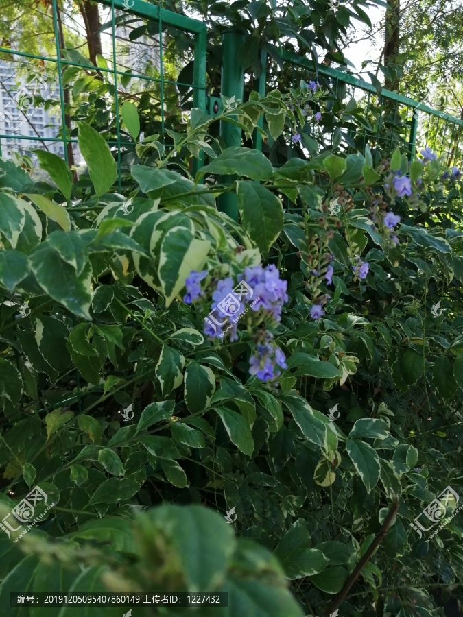 花草绿植