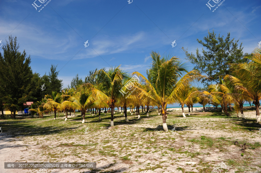 海边椰树