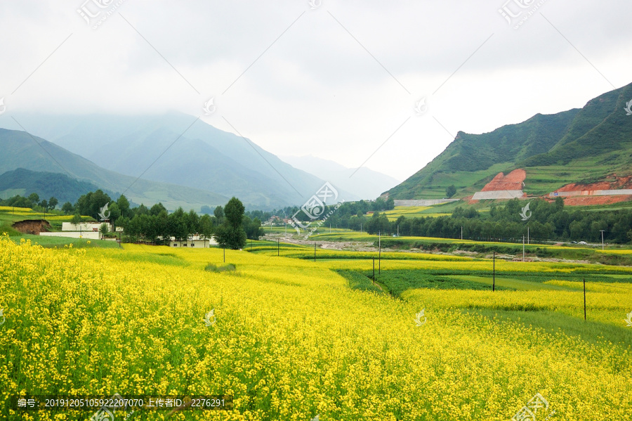 油菜花