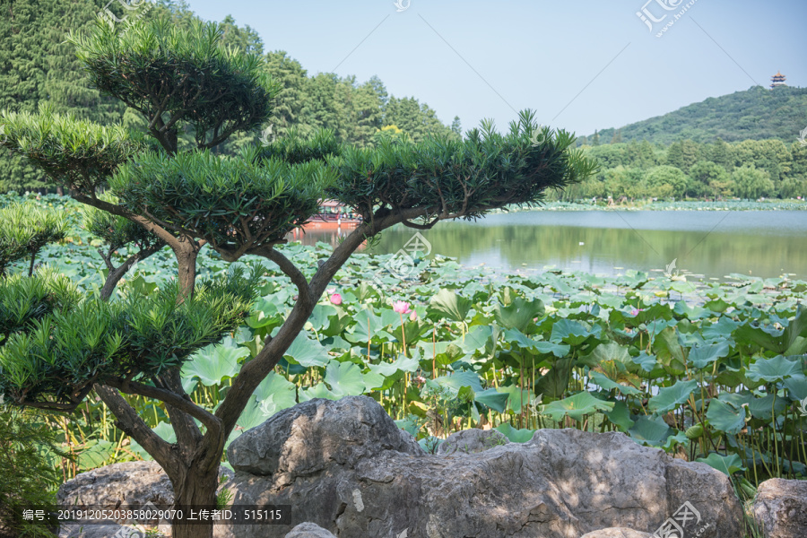 罗汉松与荷花山水远景