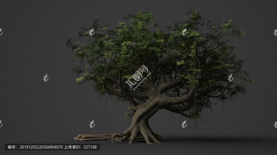 古代千年巨樹