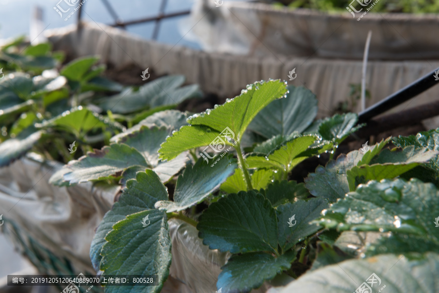 大棚草莓种植