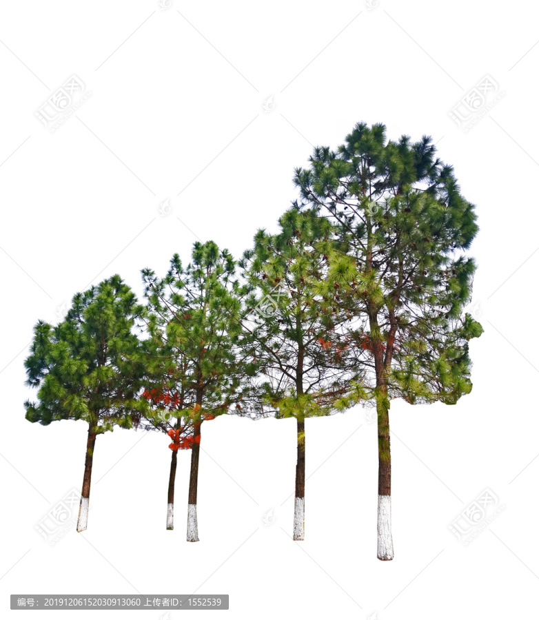 濕地松樹群