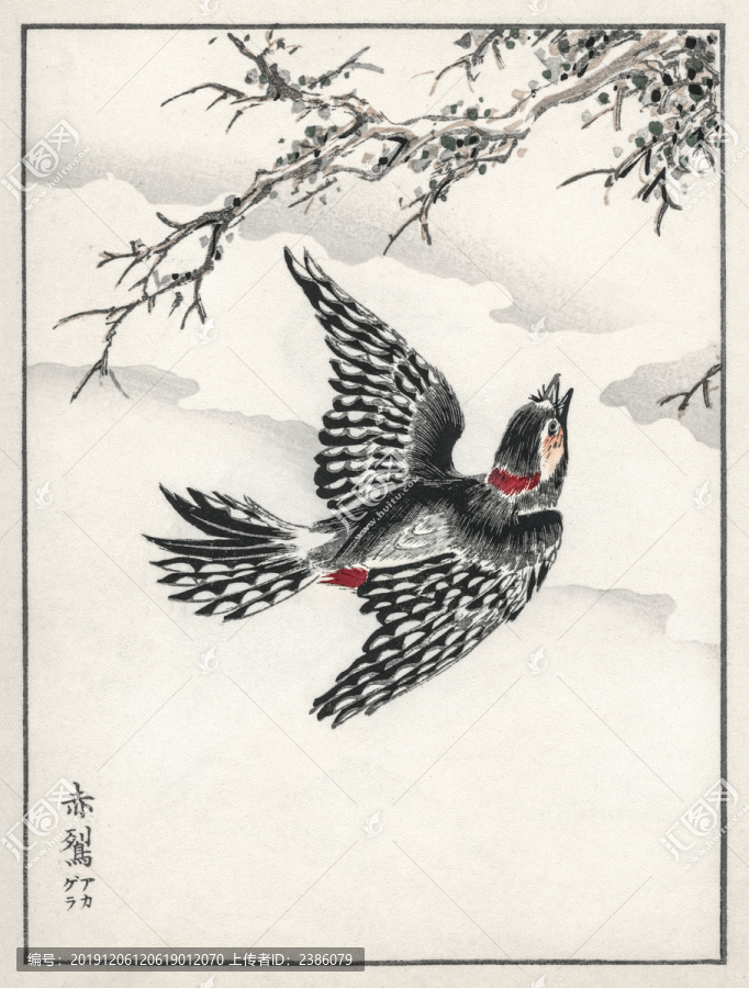 沼田荷舟赤啄木鳥