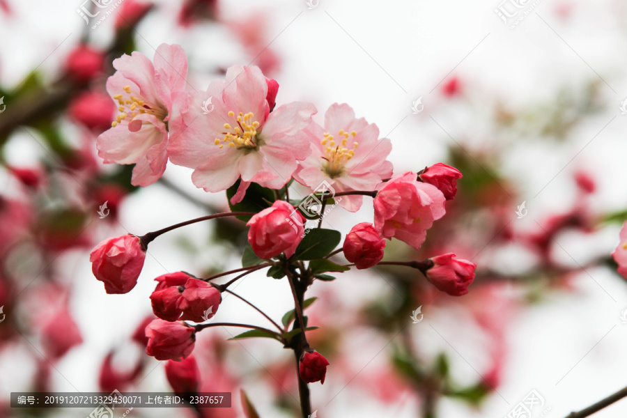 分红樱花