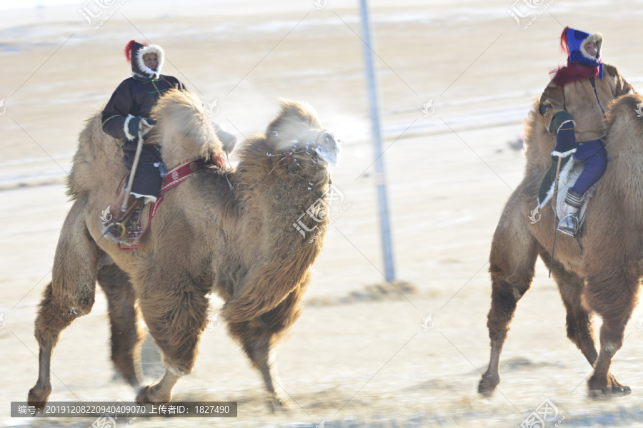 那达慕赛骆驼比赛