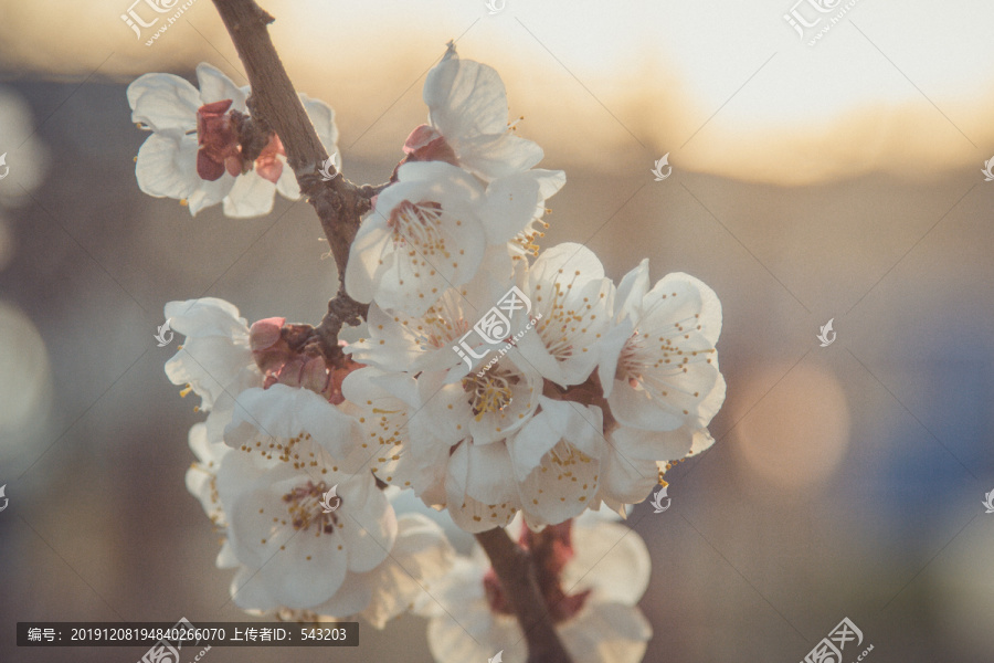 樱花盛开特写逆光