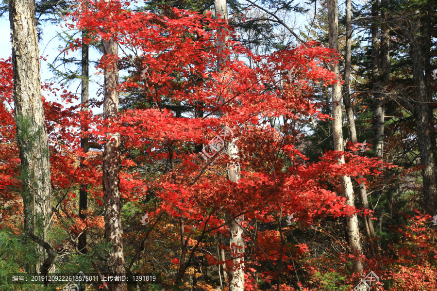 吉林花山国家森林公园