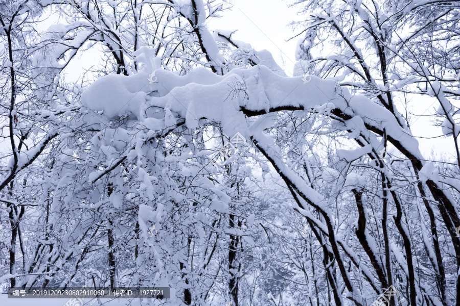 积雪树枝