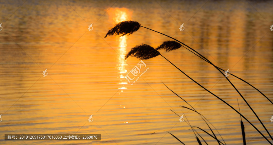 夕阳下河边的芦苇