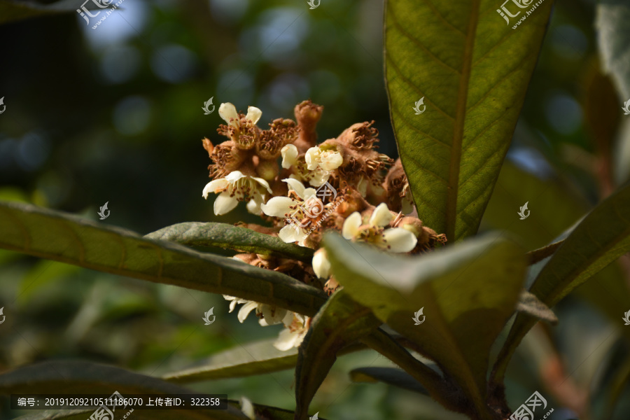 高清枇杷花