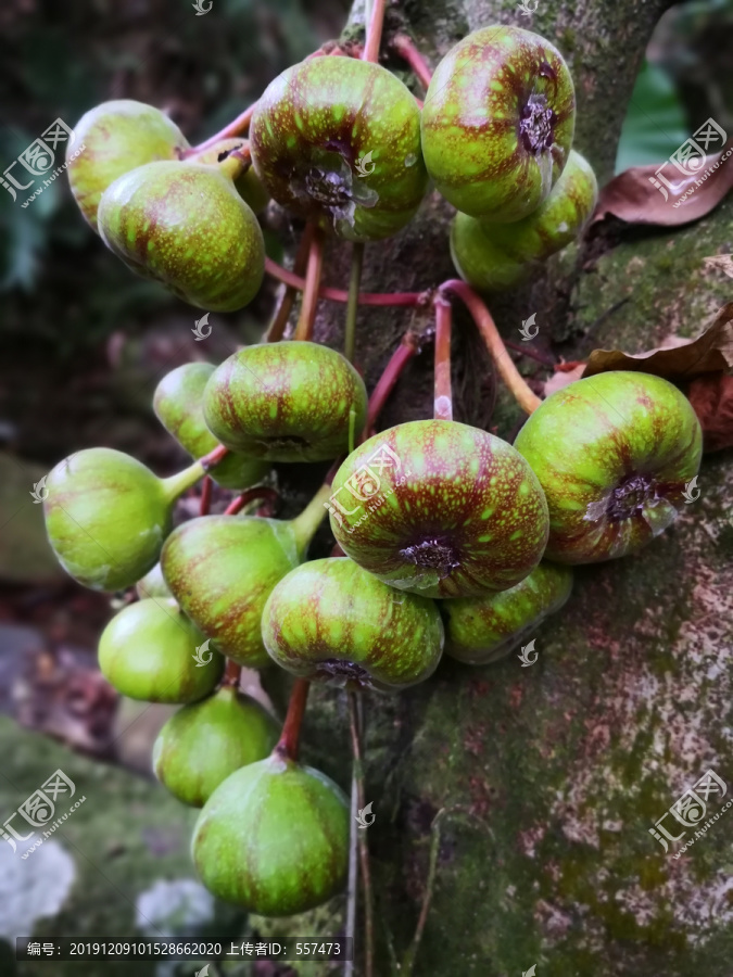 假无花果特写