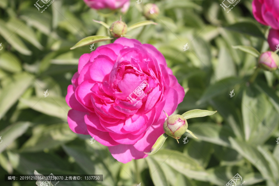 漂亮的芍药花