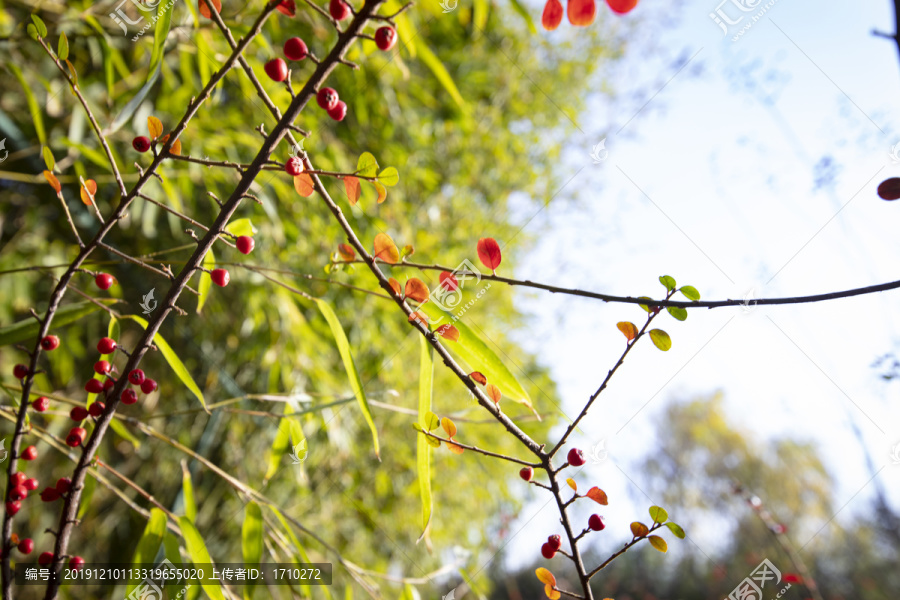 秋季植物素材红色果实叶子