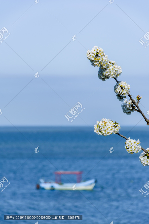 海边的花枝与游船